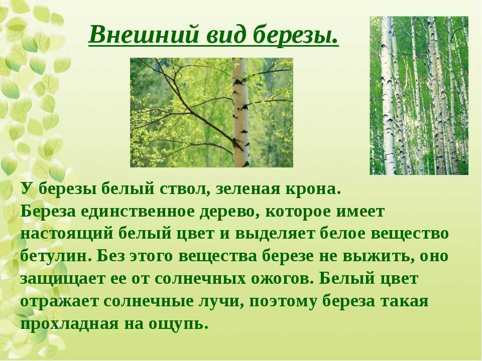 Березовые слезы и их тайна