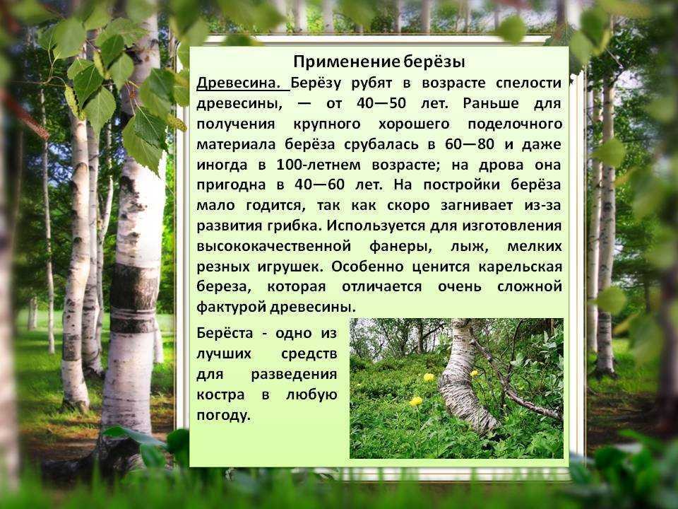 Березовые слезы: значение, свойства и применение
