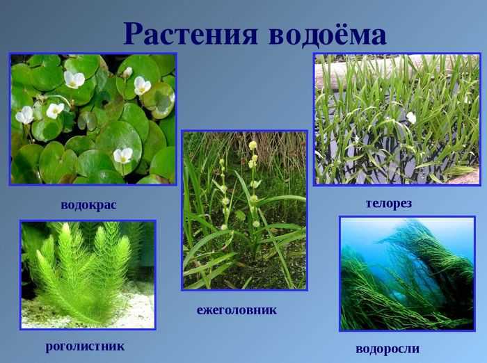 Какие животные живут в озерах и прудах