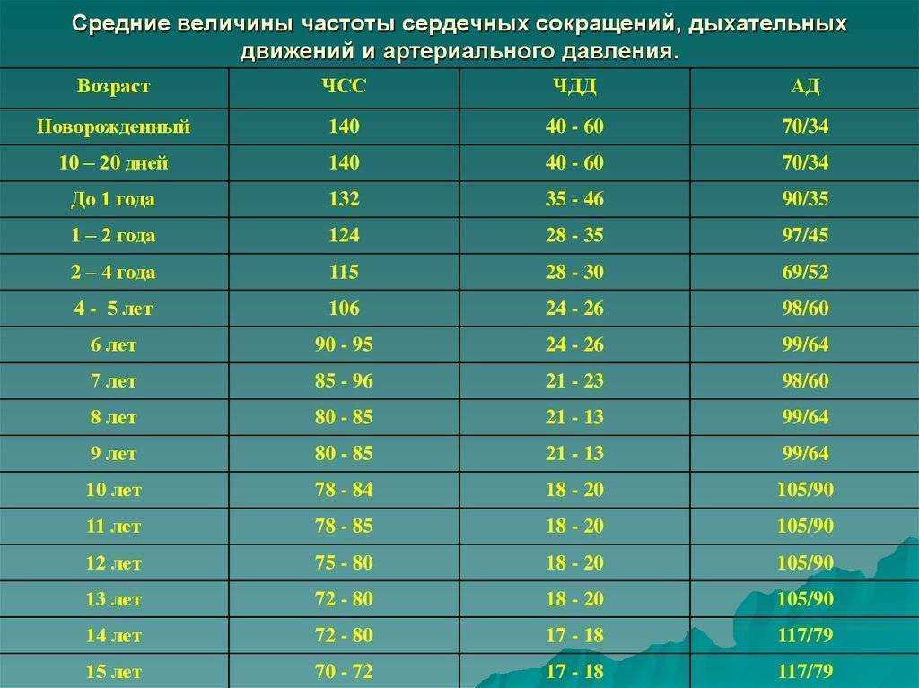 Пульс у спортсменов в состоянии покоя