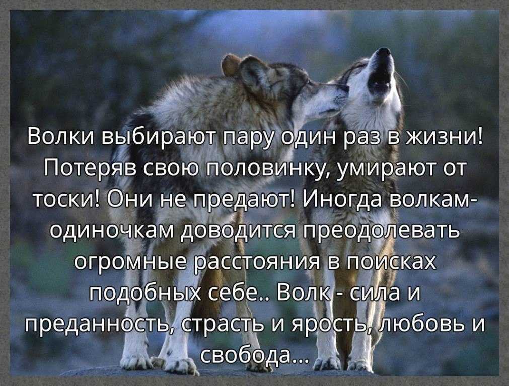 Значение понятия "дикая вира" в русской правде - skaziportal.ru