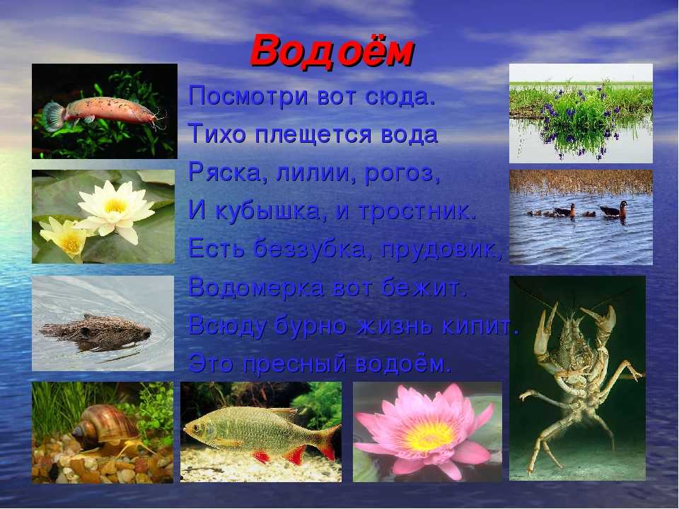 Окружающий мир