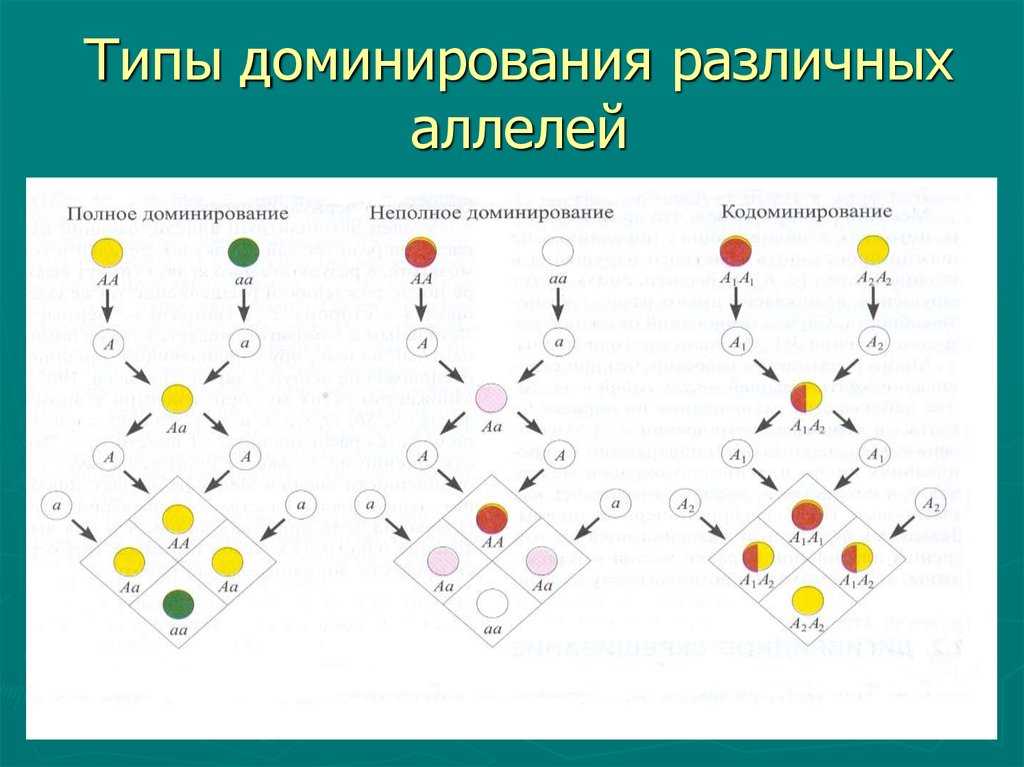 Глава 4. доминантность. мужчина нарасхват