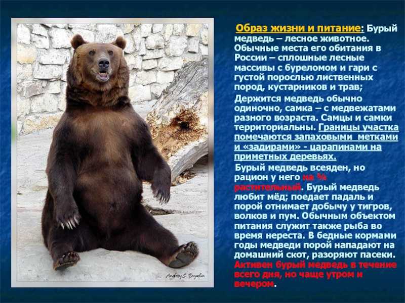 Медведи тверской области: виды и особенности