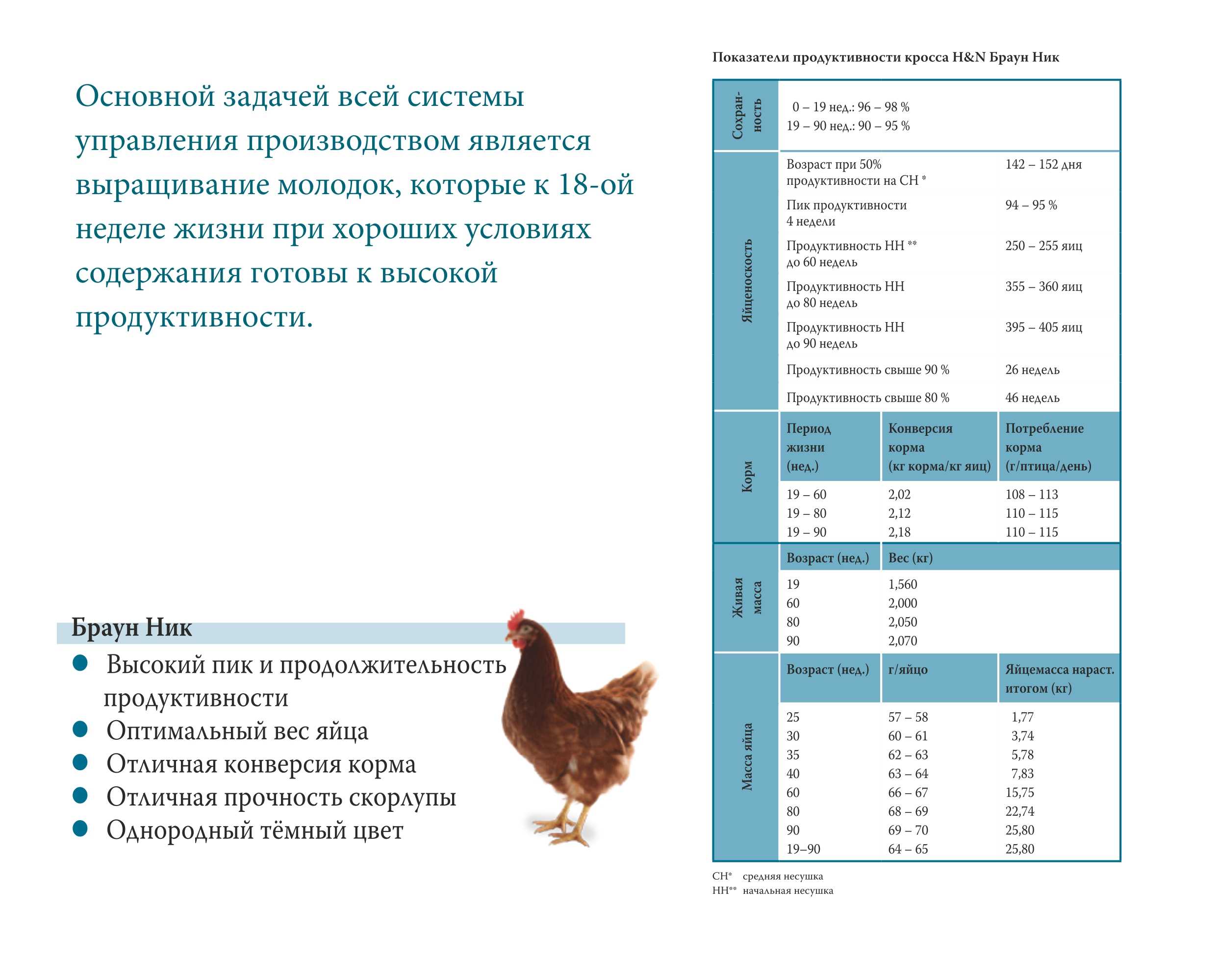 Разведение кур в домашних условиях - бизнес для начинающих