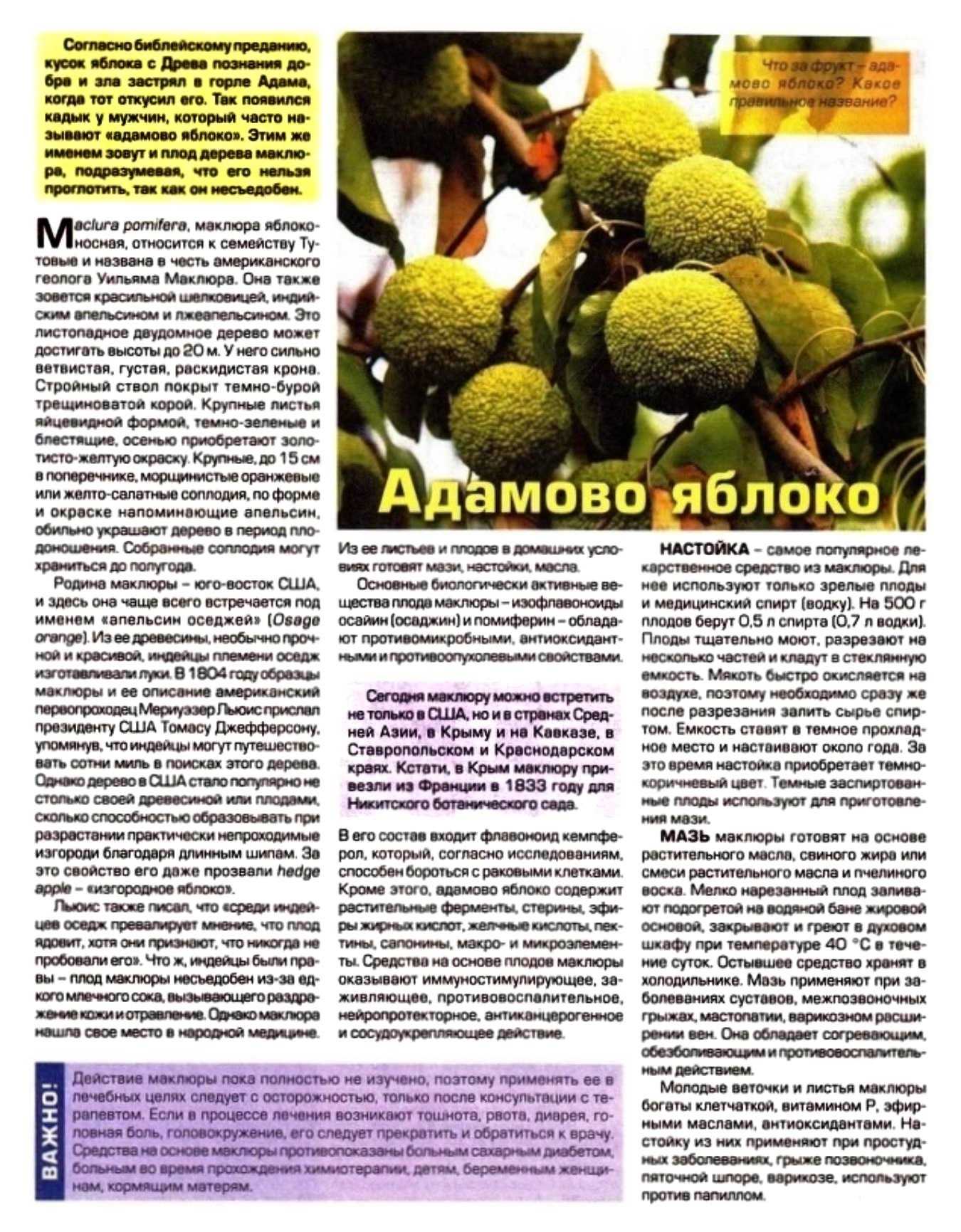 Бремя адамова яблока: объяснение и значение