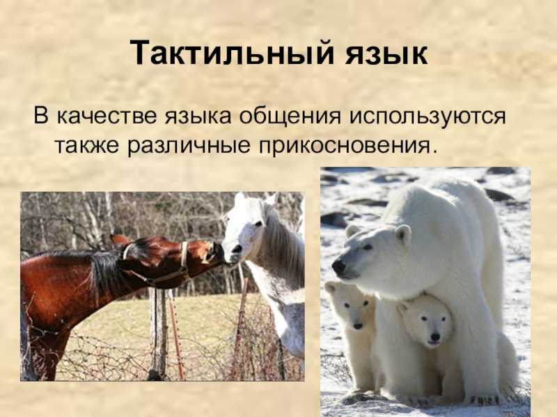 Язык животных – биоакустика и звуковая сигнализация у животных