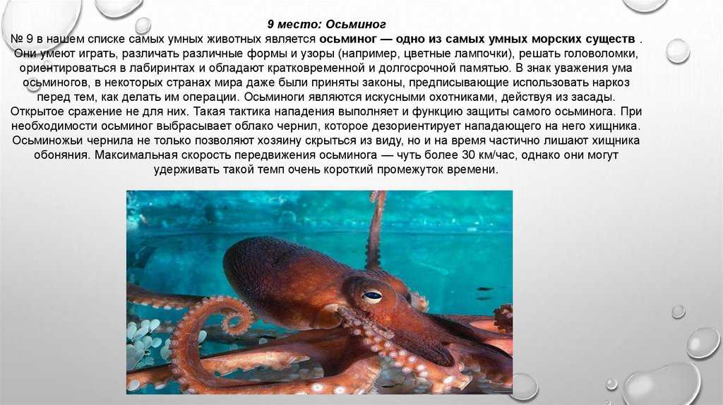 Узнайте, почему научившиеся разговаривать обезьяны все равно остаются животными