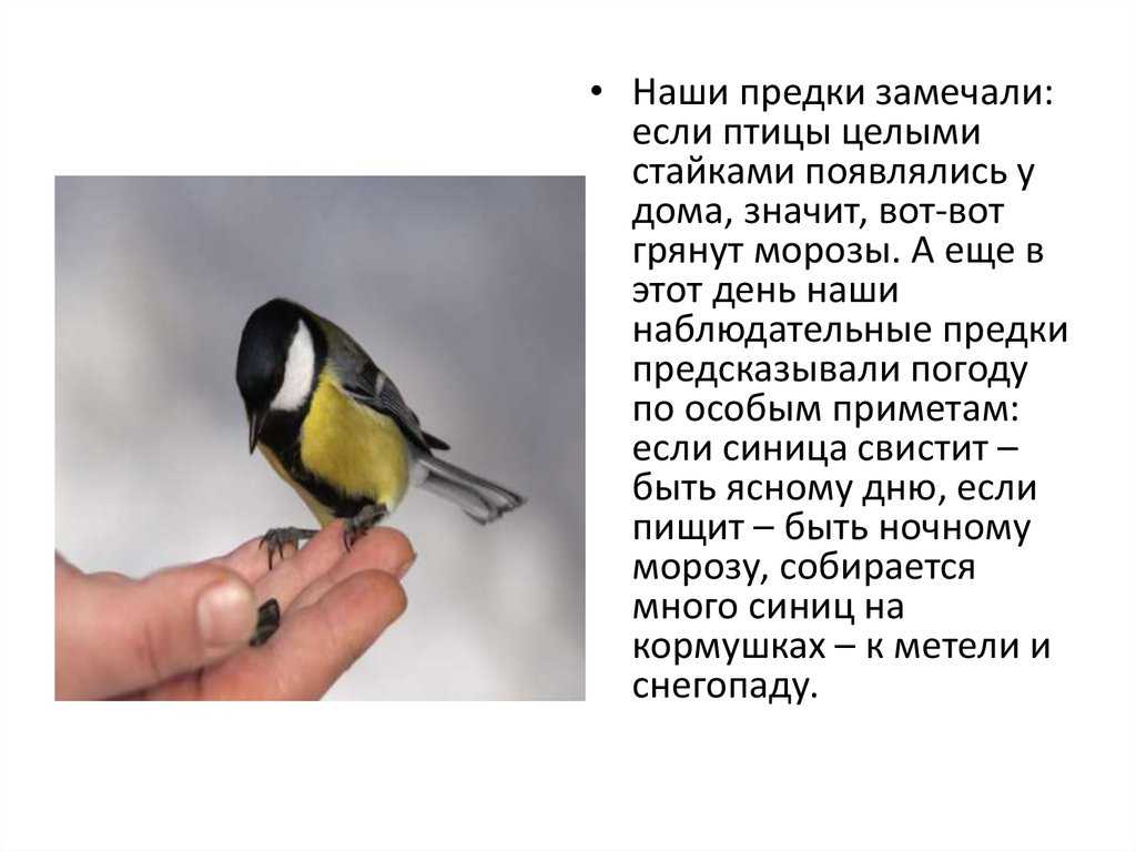 «лучше синица в руках, чем журавль в небе» - значение пословицы