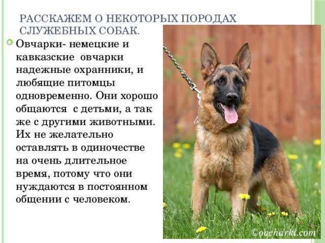 Суп собакам: можно ли давать домашним питомцам, вред и польза