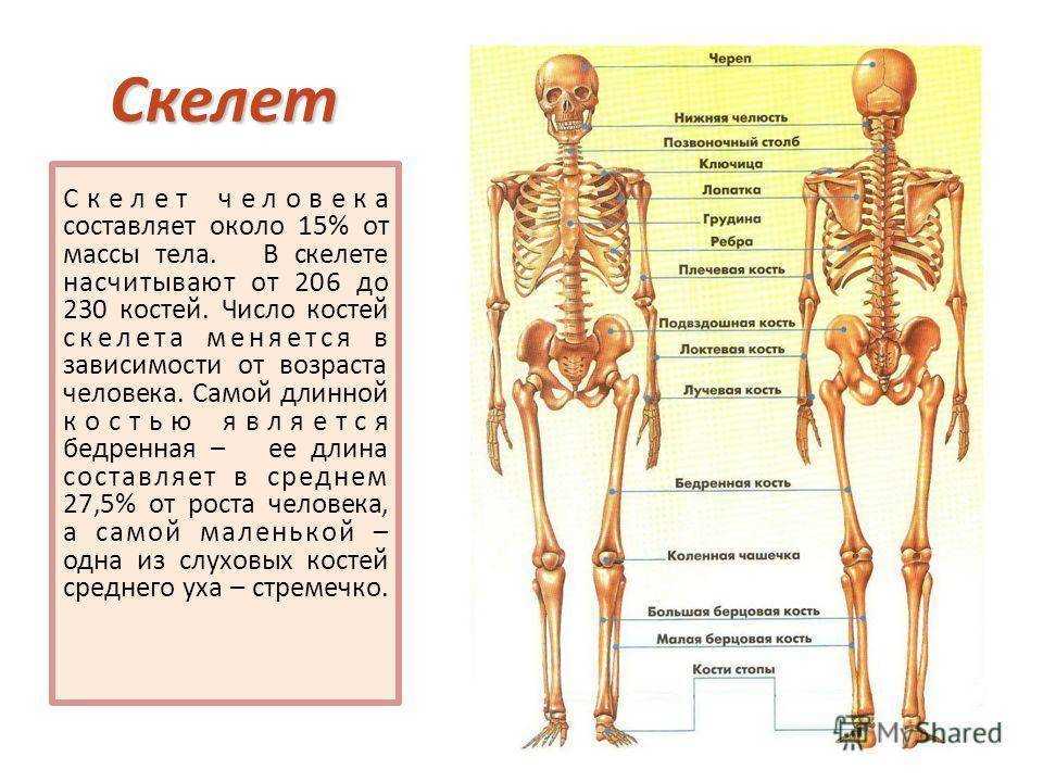 Средняя плотность человеческого тела: толщина кожи и жира, 1070 кг/м3