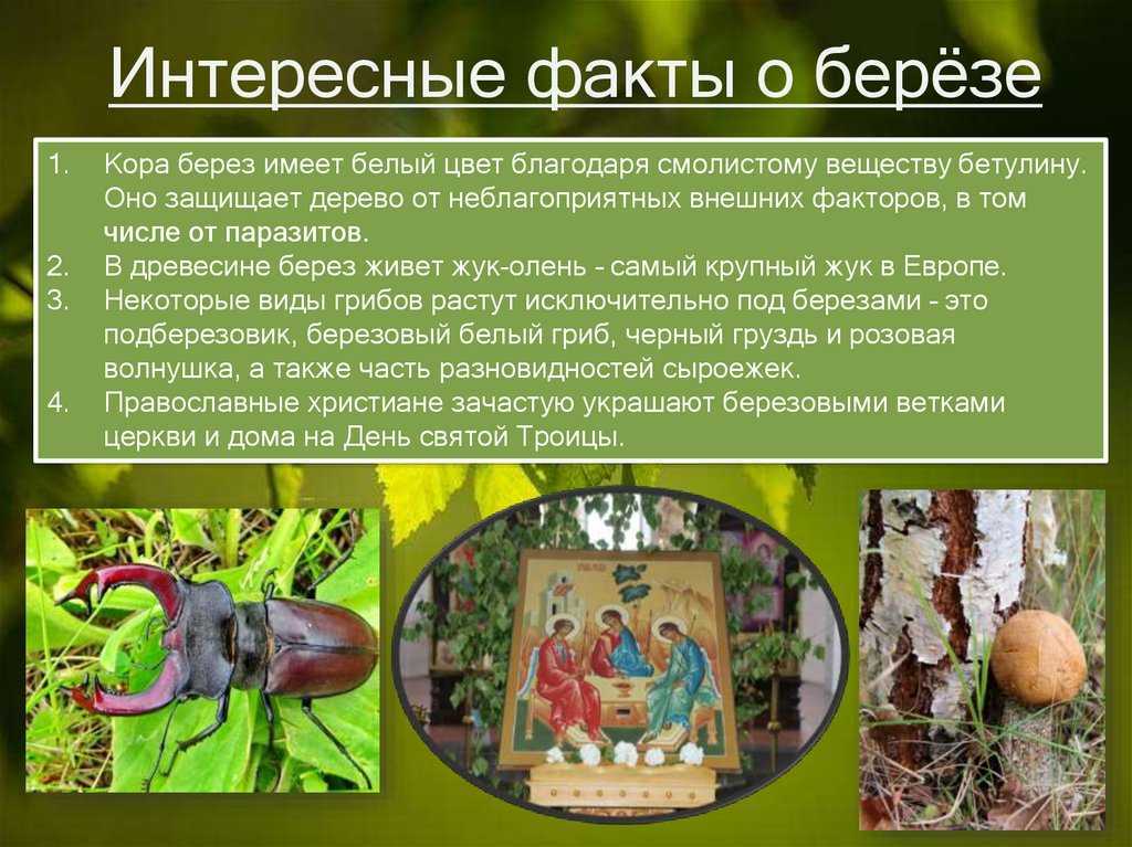 Примета: почему нельзя сажать березу возле дома, во дворе