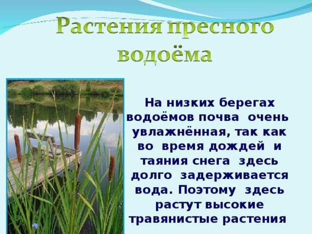 Урок 1: водоём и его обитатели - 100urokov.ru