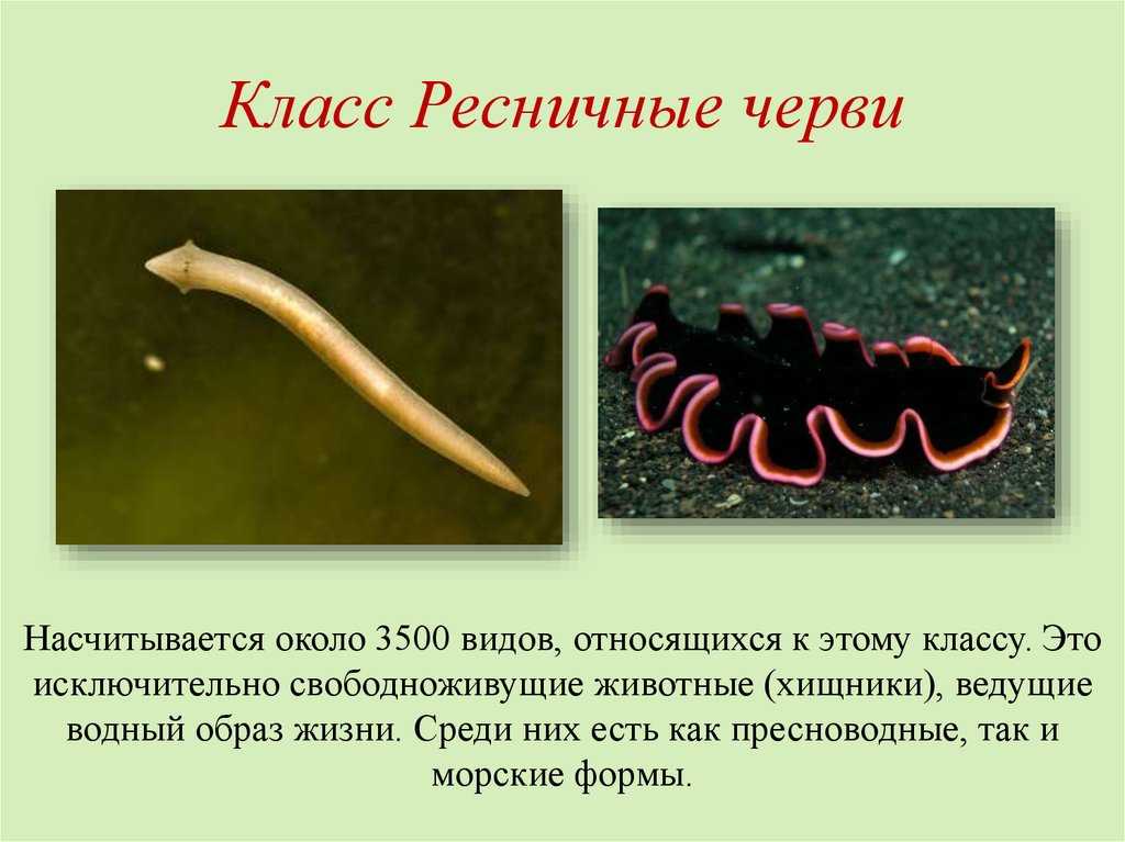 Виды круглых червей у человека и их характеристики