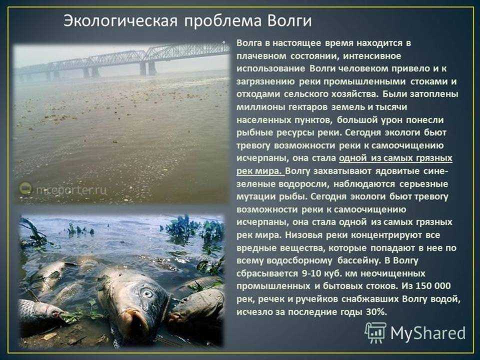 Гринпис назвал черное море самым грязным водоемом | forpost