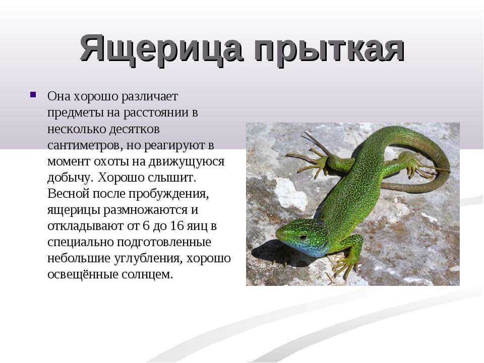 Ящерицы - виды рептилий, строение тела, длина хвоста, размеры яиц