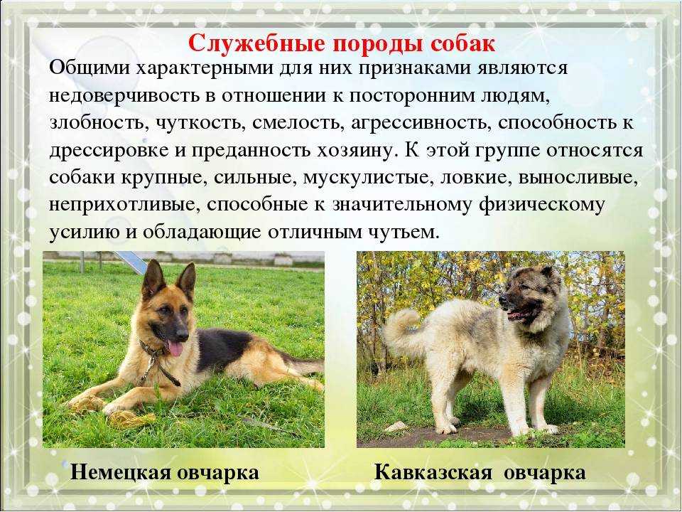 Субпродукты для собаки: какие давать, как часто и в каком количестве, чтобы не было вреда. наиболее ценные субпродукты и особенности их скармливания
