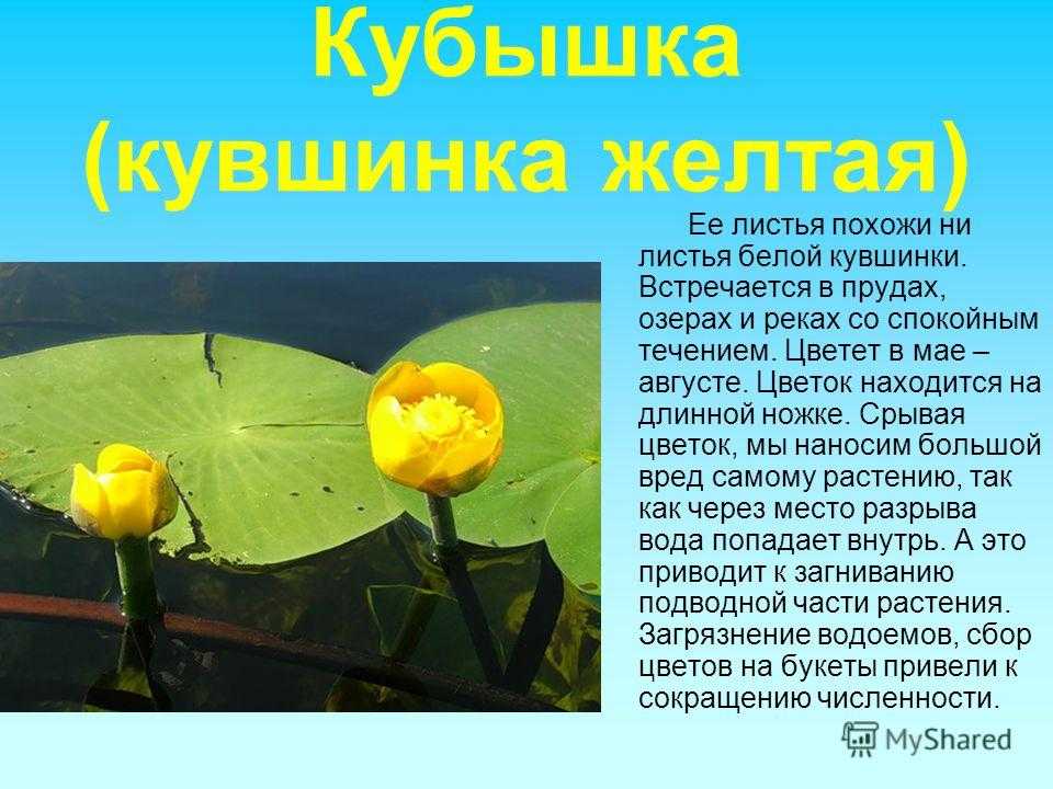 Какие животные обитают в пруду. кто живет в пруду? животные для пруда