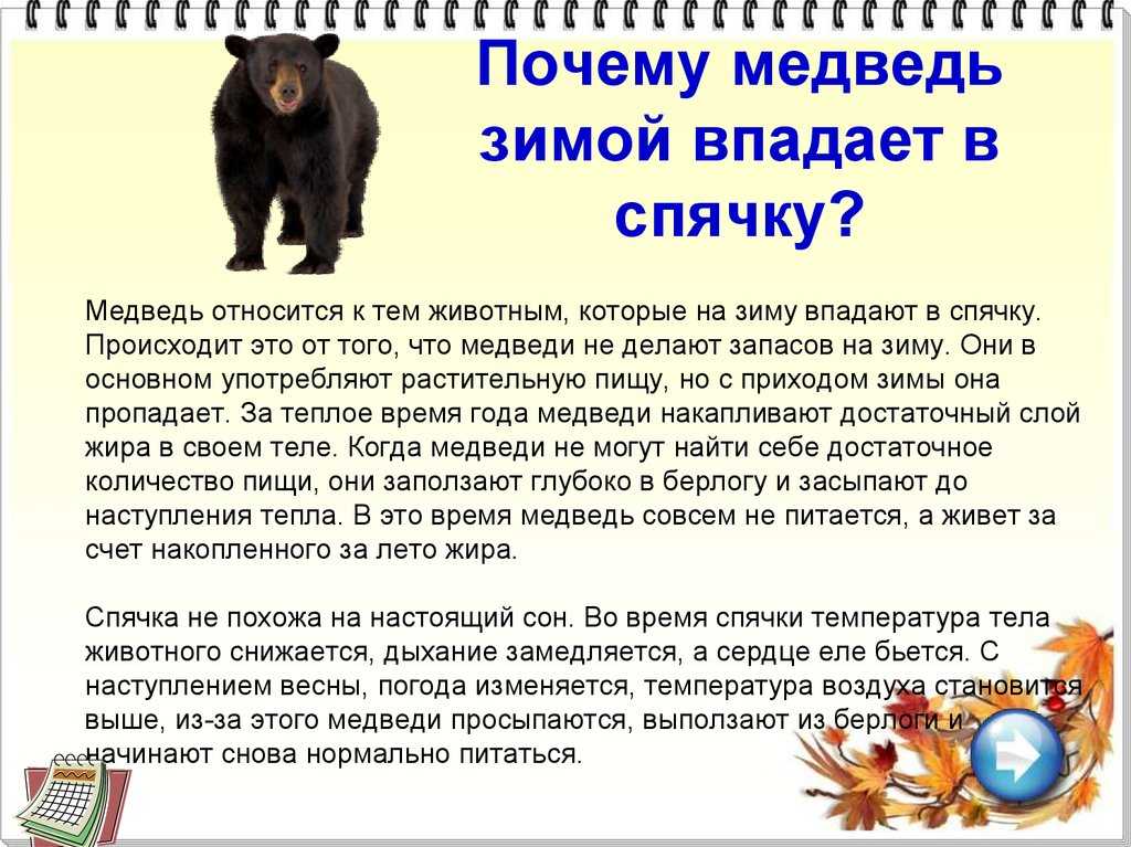 Животные холодных районов мира — характеристика, интересные факты и фото