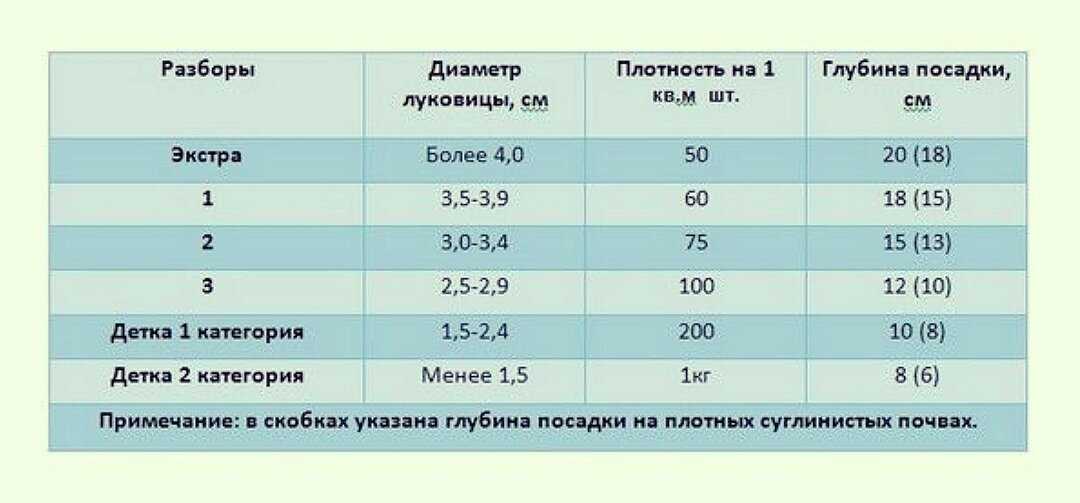 Как много высаживать? - сад, огород - страна мам
