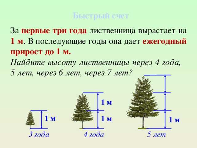 Где находятся самые старые деревья россии и сколько им лет? - hi-news.ru