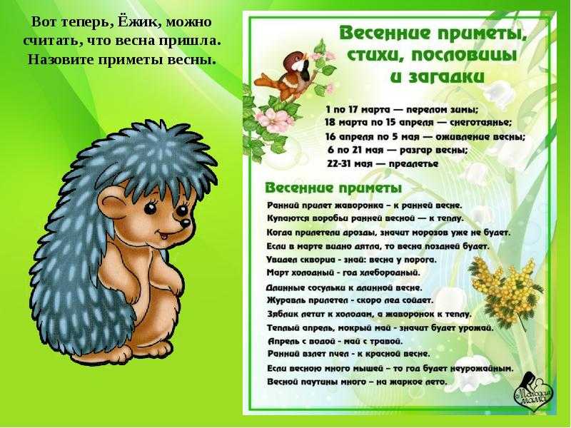 Зачем ежикам перебегать дорогу: особенности и значение