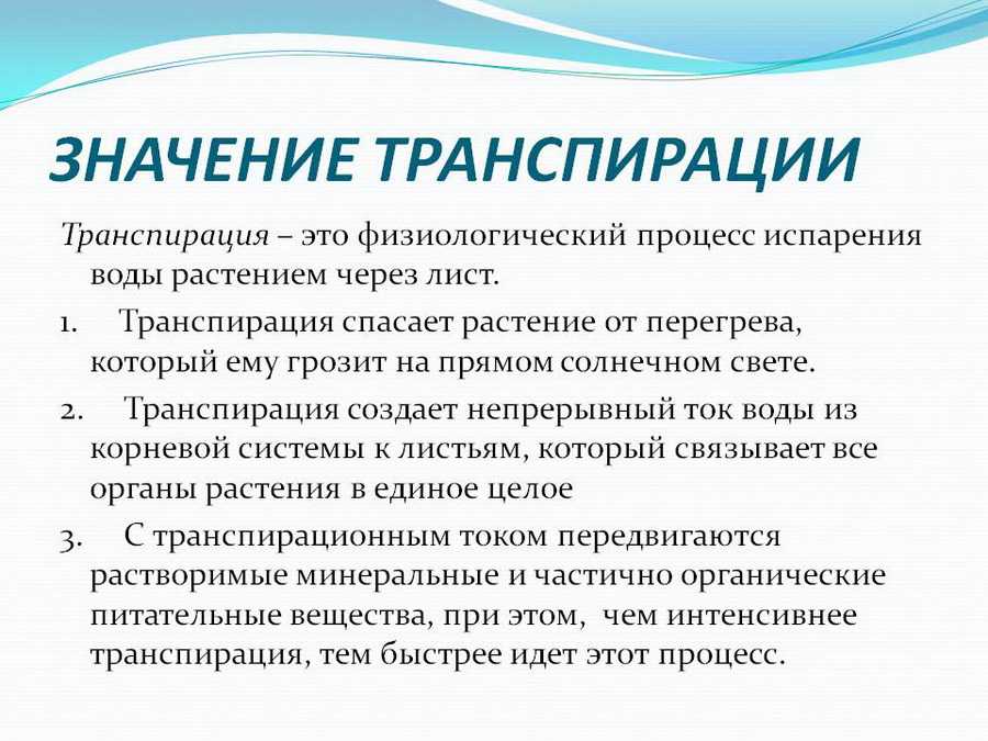 Роль испарения в жизни человека, растений и животных
