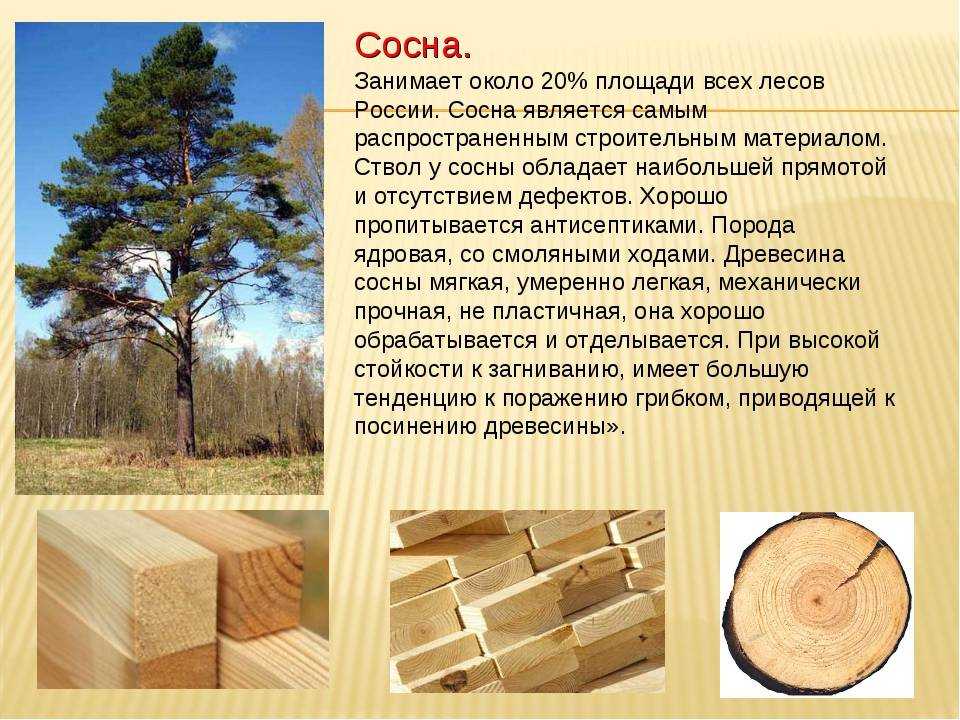 Вагонка из лиственницы: плюсы и минусы, размеры и сорта