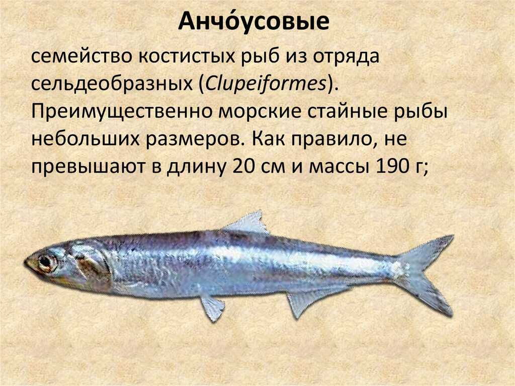Скумбрия — что это за рыба, чем она полезна и как ее готовить?