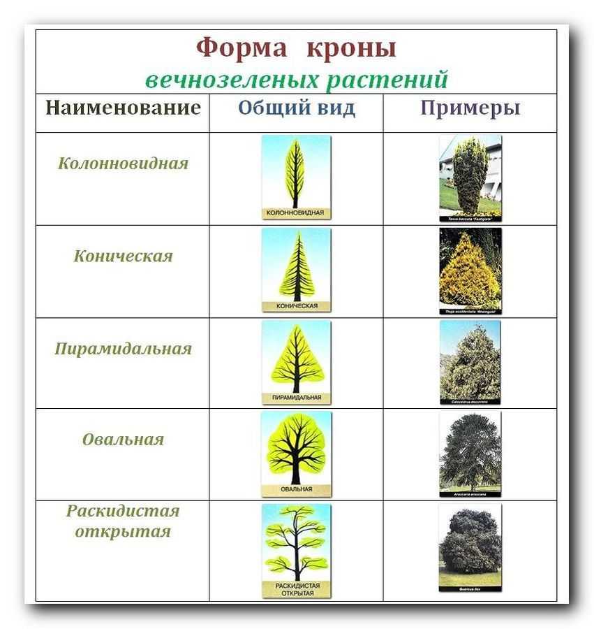 Топ-20 самых больших деревьев в мире