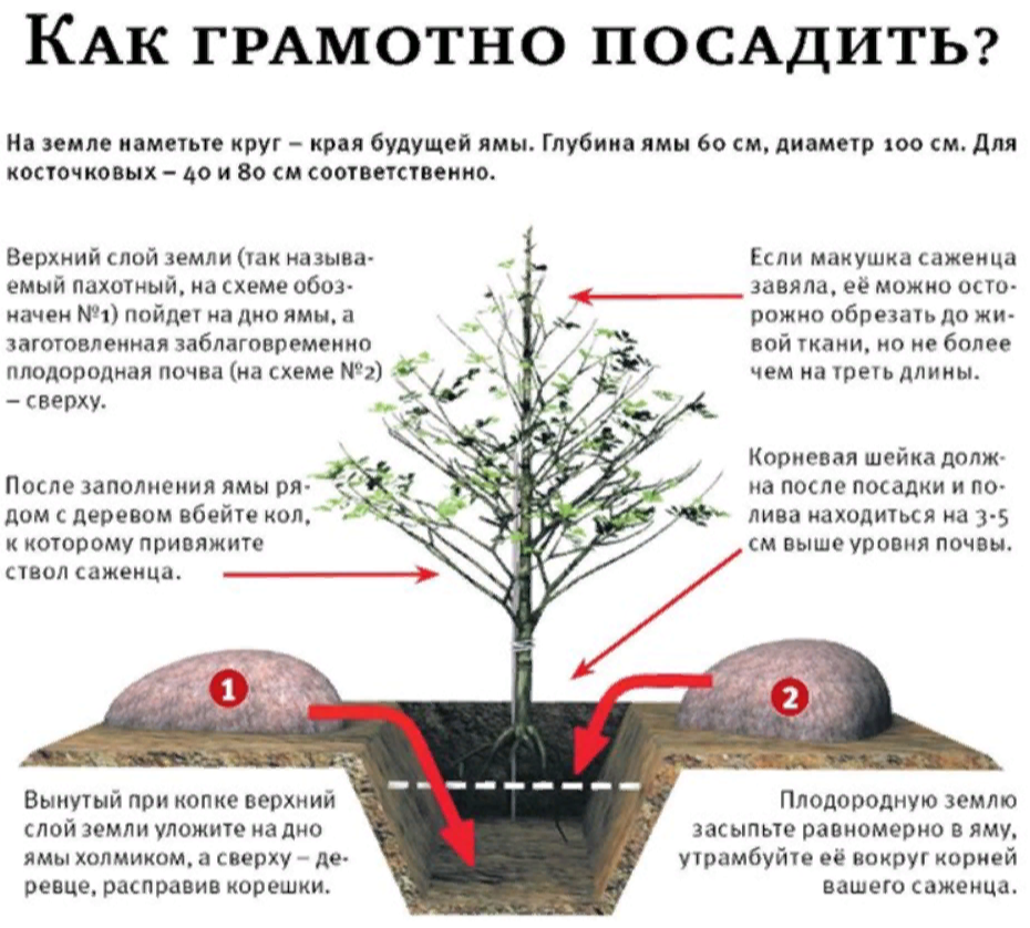 Влажные местности представляют особый вызов для садоводов поскольку большинство плодовых деревьев предпочитает более сухие условия Однако справившись с