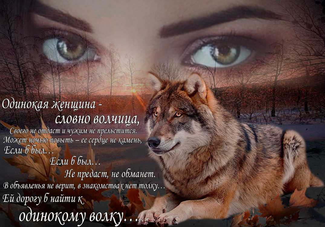 Что такое дикие девушки? понятие и особенности