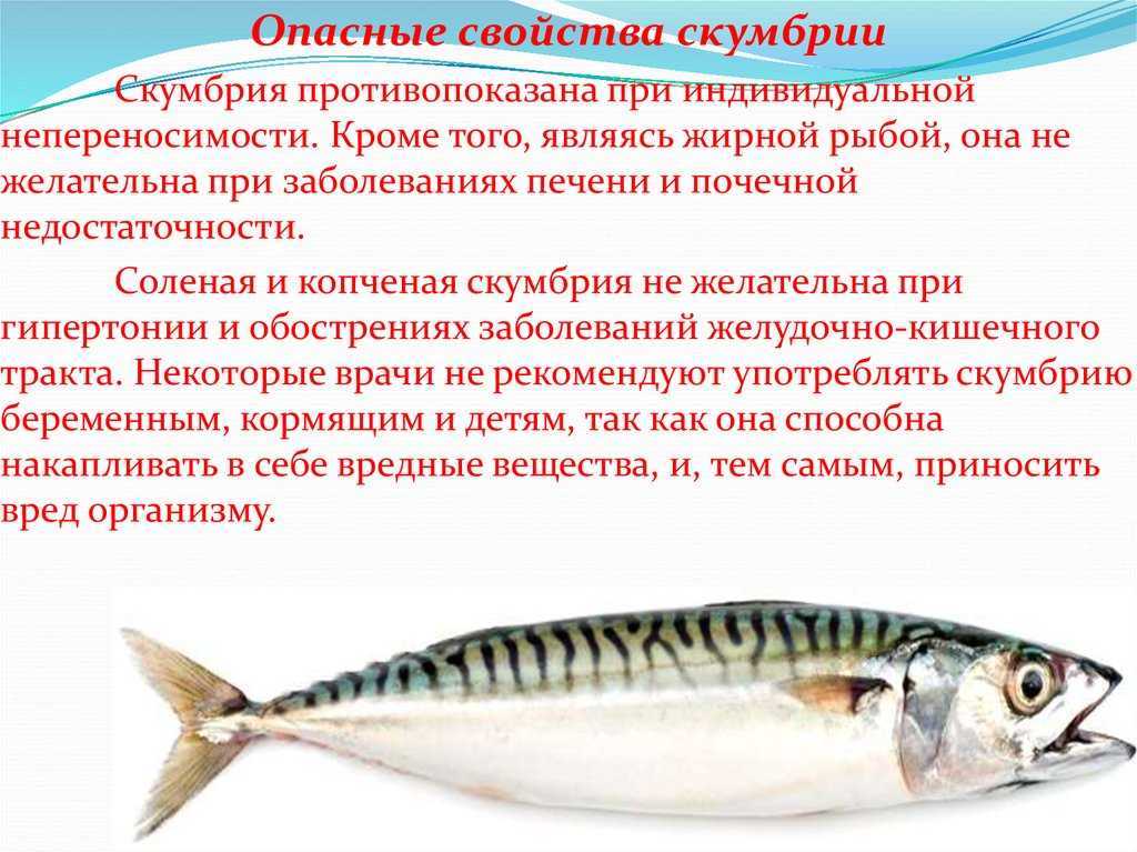 Главные различия тихоокеанской и атлантической скумбрии