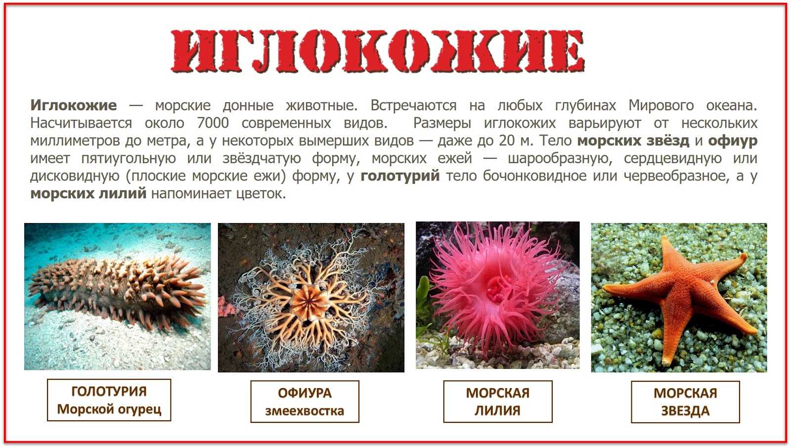 Ядовит ли морской еж? | интересный сайт