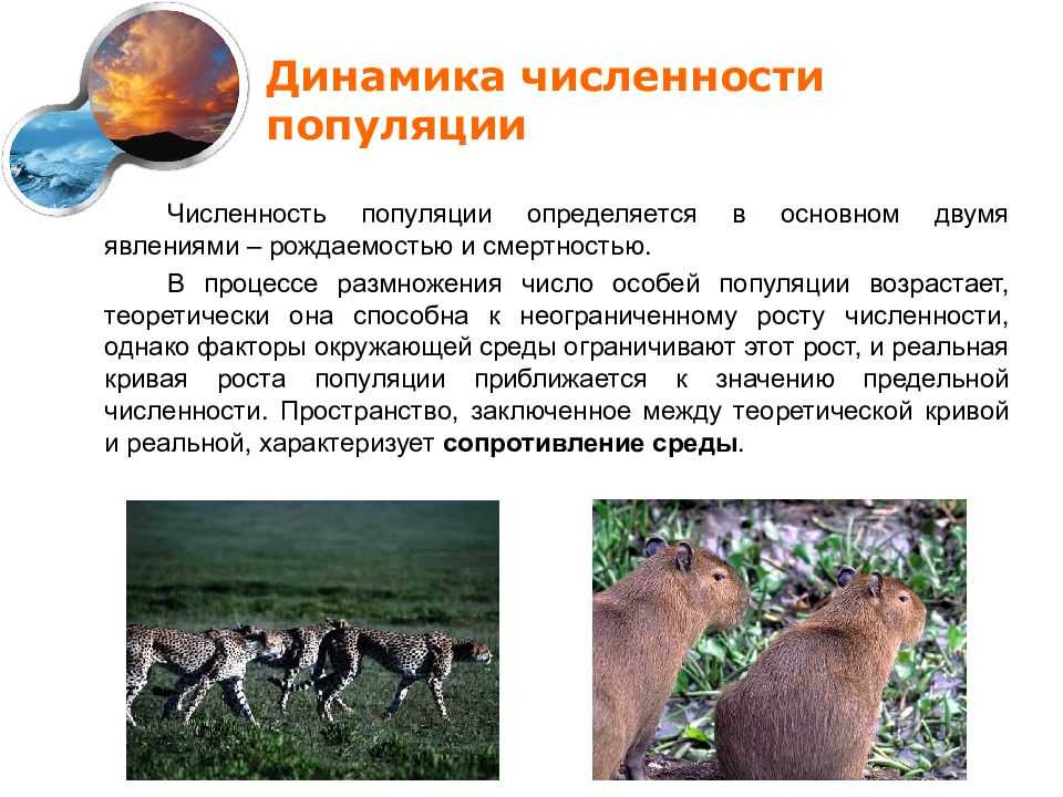 Курс «учителю биологии об основах
        экологии»